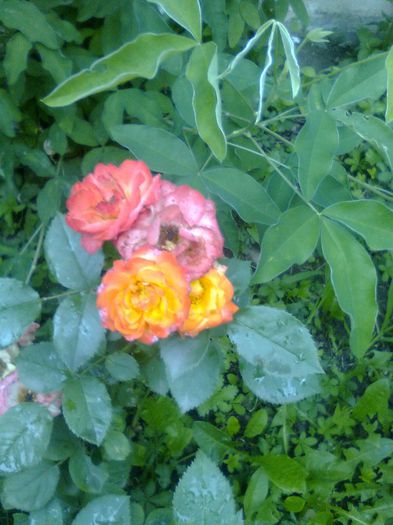 Imagine0511 - Gradina mea