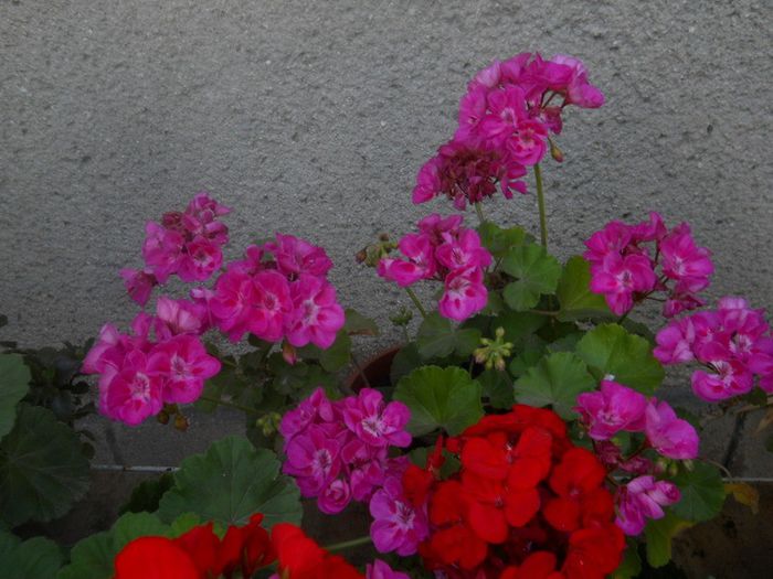 DSCN4017 - muscate drepte