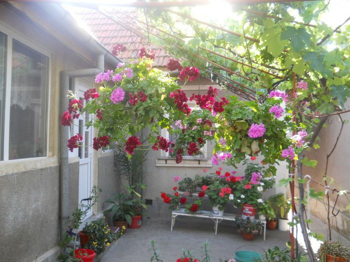 DSCN4029 - muscate drepte