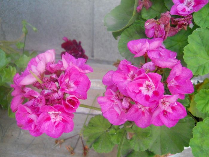 DSCN4030 - muscate drepte