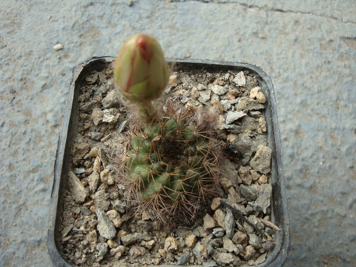 Lobivia cinnabarina    (Hook.) Britton & Rose 1922; Denumire acceptată; Echinopsis cinnabarina (Hook.) Labour.1853  
Origine: Bolivia (munții Andes )

