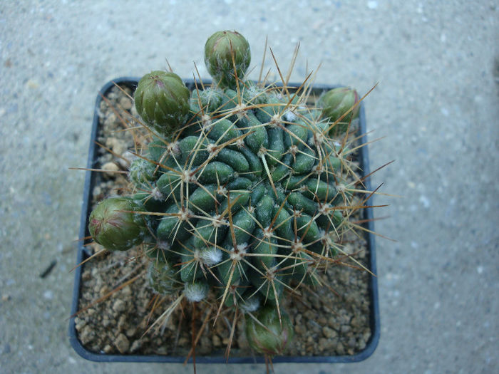 Lobivia famatinensis (Speg.) Britton & Rose1923; Origine: Argentina, Prov. din Catamarca: Tinogasta, in Sierra de Fiambala și în Sierra de Narváez.
