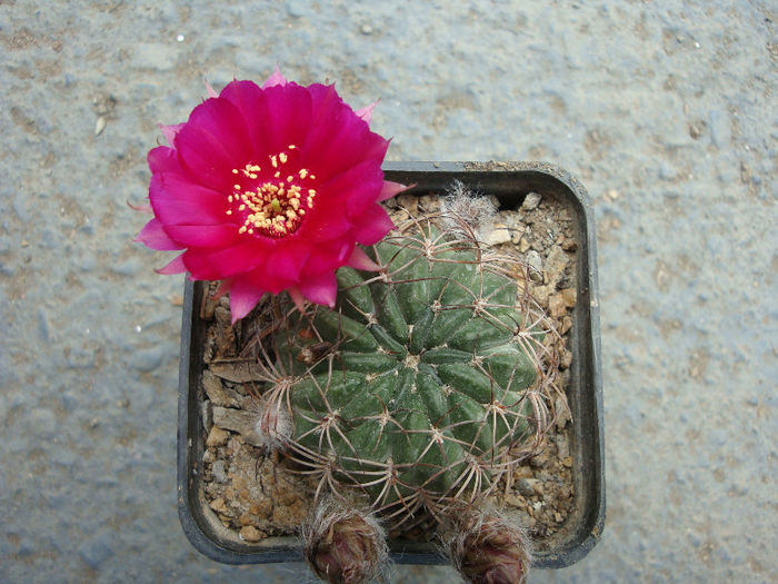 Lobivia oxyalabastra Cárdenas & Rausch 1966; Denumire acceptată; Echinopsis backebergii Werderm. 1931.
