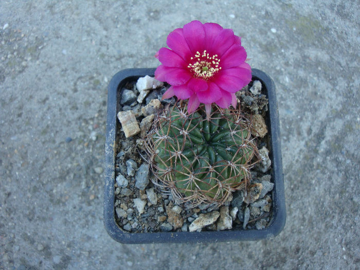 Lobivia oxyalabastra Cárdenas & Rausch 1966; Denumire acceptată; Echinopsis backebergii Werderm. 1931.
