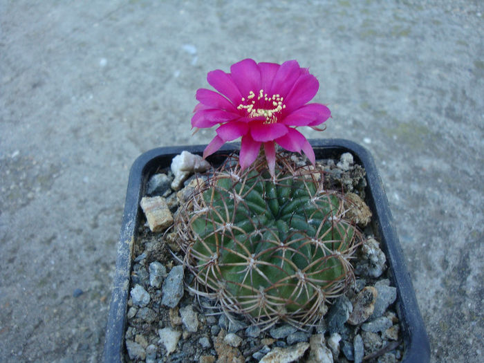 Lobivia oxyalabastra Cárdenas & Rausch 1966; Denumire acceptată; Echinopsis backebergii Werderm. 1931.
