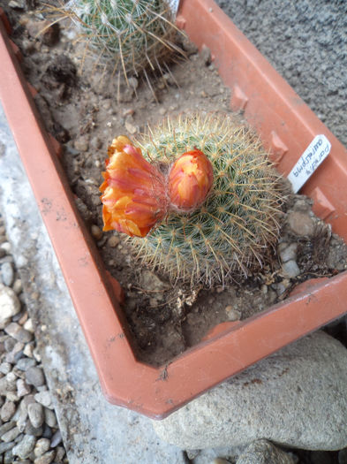 Parodia aurispinus; Cum prima floare este pe trecute, s-a decis sa mai faca o floare
