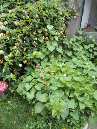DSC03171 - Flori_2013