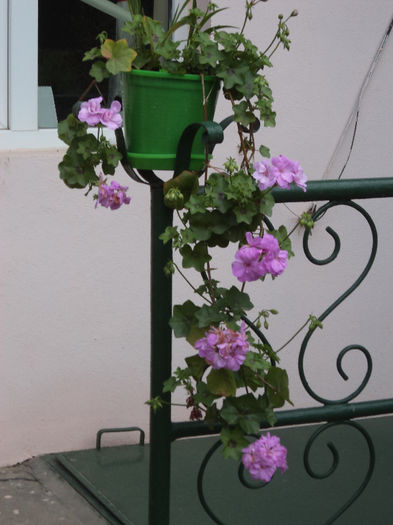 Muscata dubla roz - Flori_2013