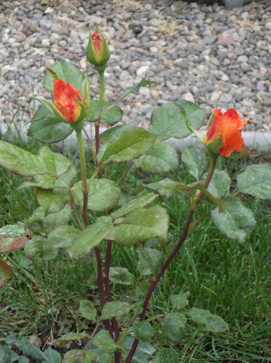 DSC03179 - Flori_2013