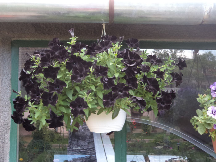 Petunia neagra - Flori_2013
