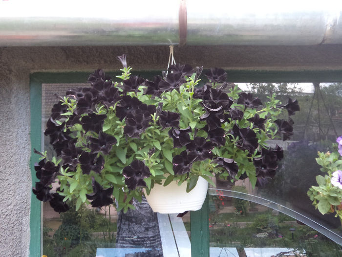 Petunia neagra - Flori_2013
