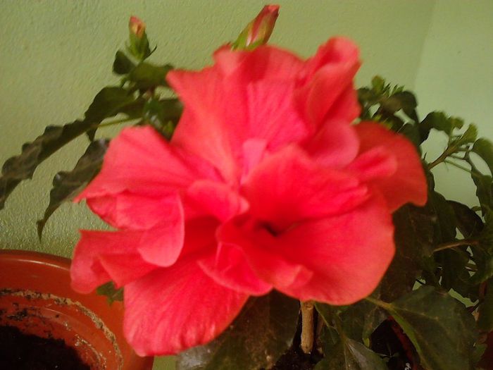 nu stiu cum se numeste