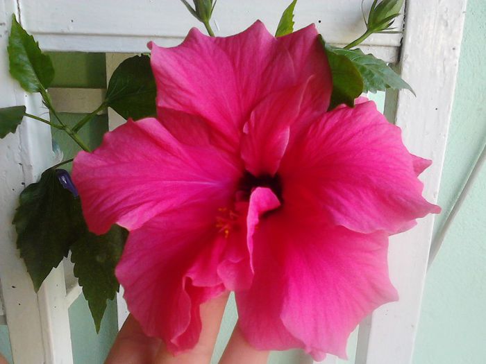 IMG00418 - HIBISCUS 2011-2012-2013