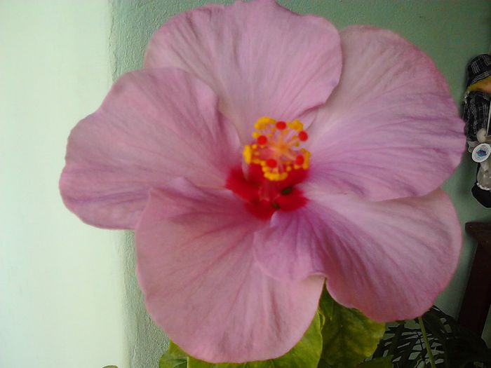 Bluebery - HIBISCUS 2011-2012-2013