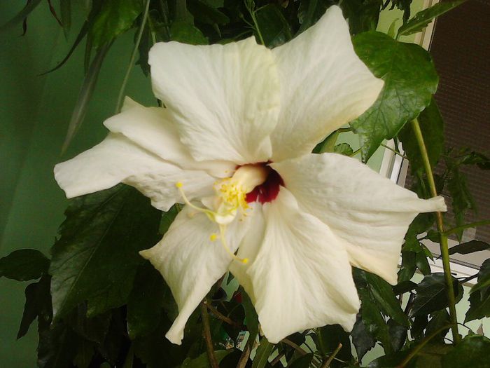 IMG00410 - HIBISCUS 2011-2012-2013