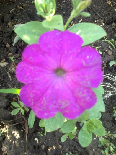 petunie mov - Flori 2013