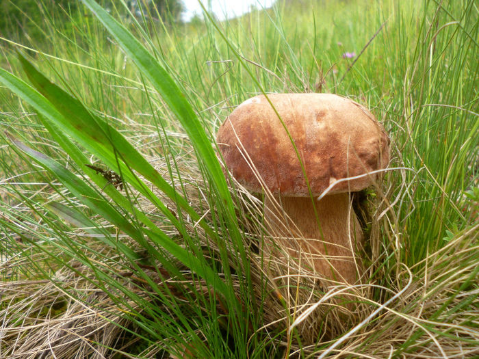 edulis1; boletus edulis
