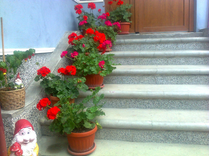 muscati