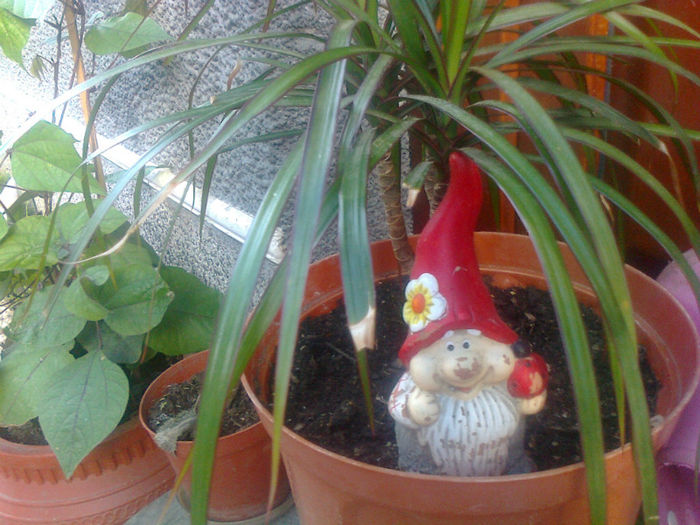 dracena