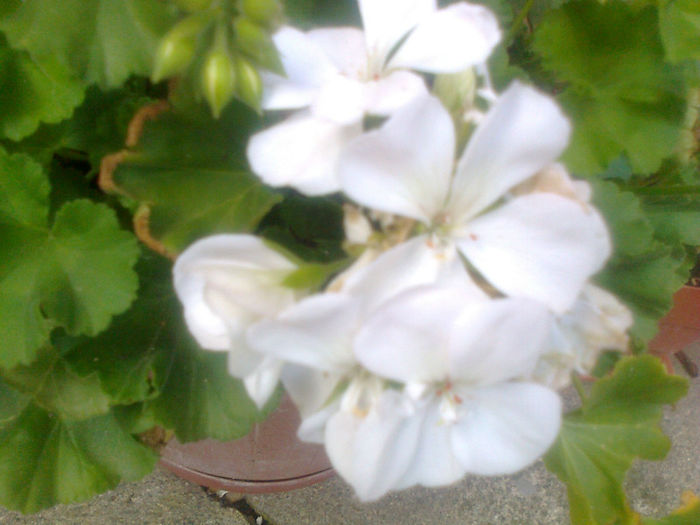 muscata zonala alba