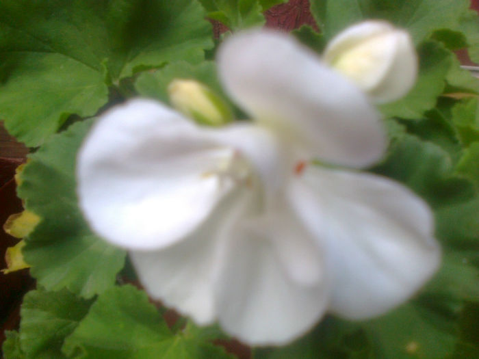 muscata zonala alba