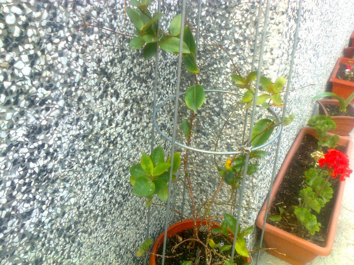 dipladenia...fara flori