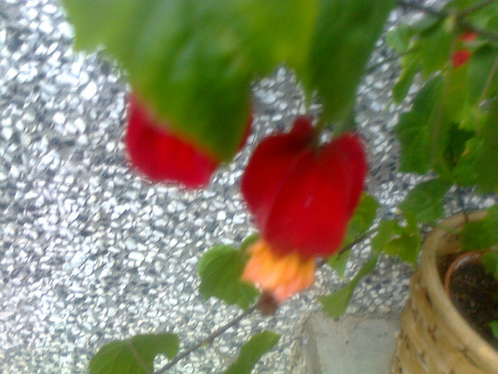 abutilon