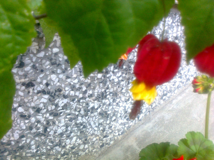 abutilon