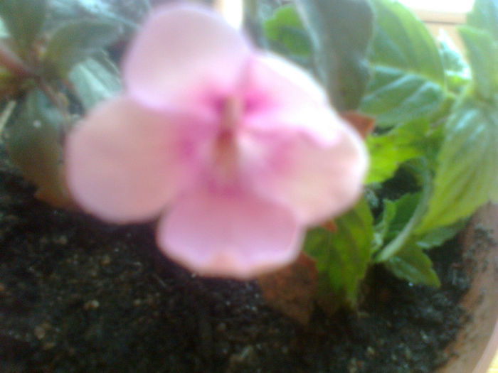 impatiens