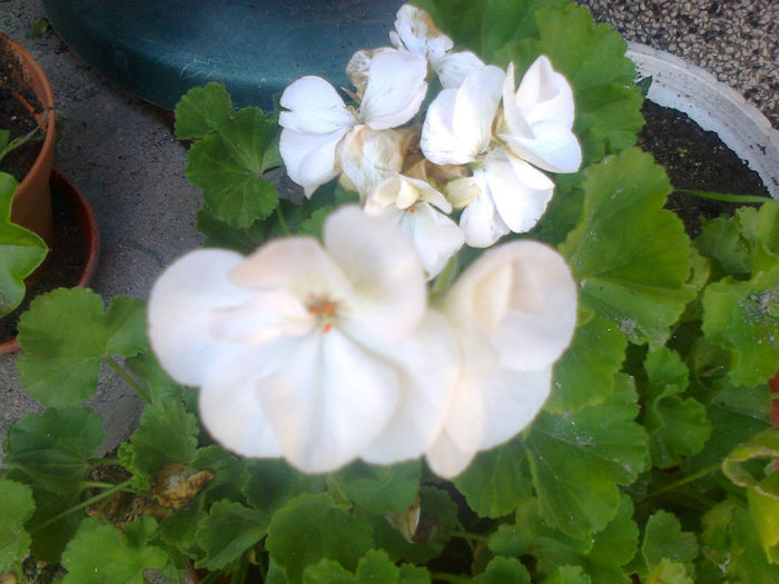 muscata zonala alba