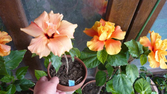 Picture 3641 - x 2013 Hibiscus rosa sinesis