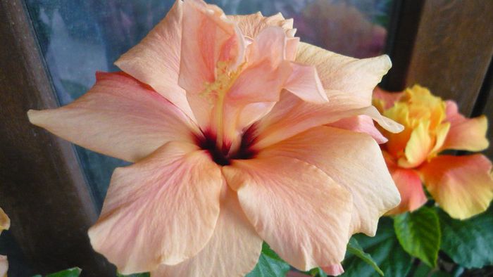 Picture 3642 - x 2013 Hibiscus rosa sinesis