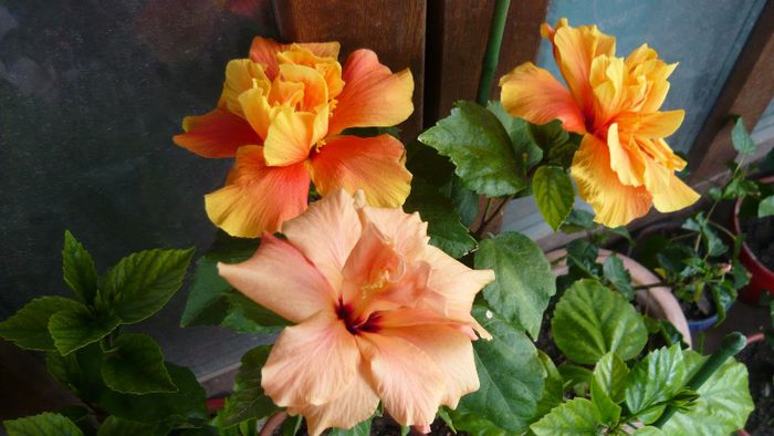 Picture 3643 - x 2013 Hibiscus rosa sinesis