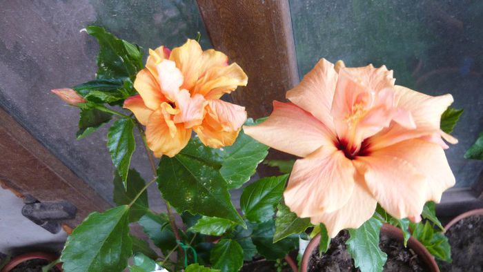 Picture 3644 - x 2013 Hibiscus rosa sinesis