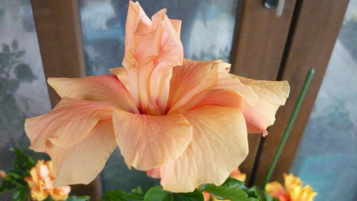 Picture 3645 - x 2013 Hibiscus rosa sinesis