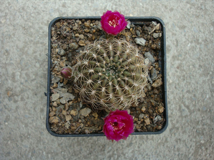 Sulcorebutia hoffmanniana    (Backeb.) Backeb.1966 - Genul Sulcorebutia