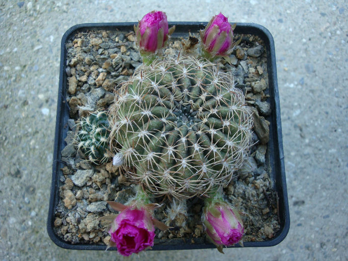 Sulcorebutia hoffmanniana   (Backeb.) Backeb.1966 - Genul Sulcorebutia