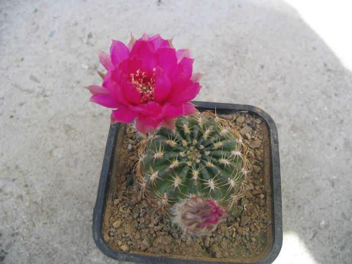 Sulcorebutia hoffmanniana  (Backeb.) Backeb.1966 - Genul Sulcorebutia