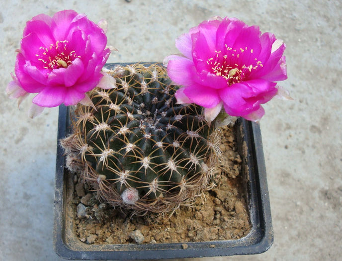 Sulcorebutia hoffmanniana (Backeb.) Backeb.1966 - Genul Sulcorebutia