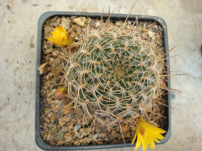 Sulcorebutia markusii   Rausch 1970 - Genul Sulcorebutia