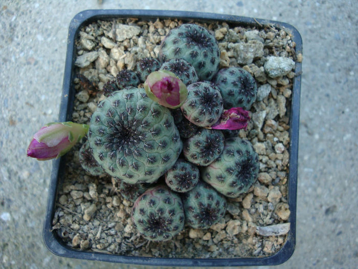 Sulcorebutia rauschii     G. Frank 1969