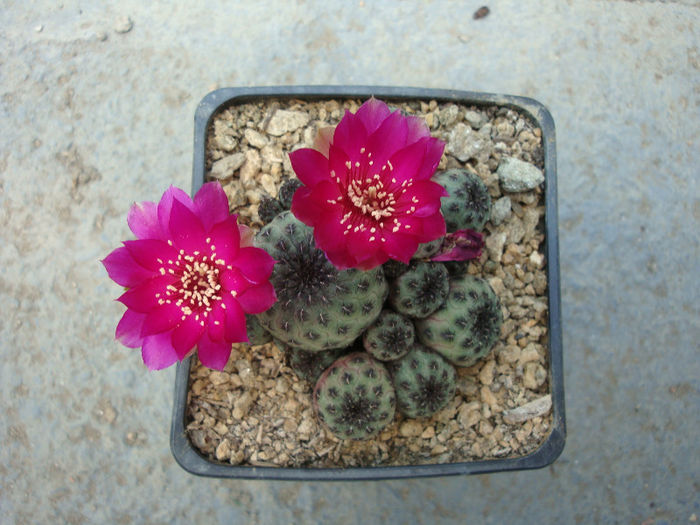 Sulcorebutia rauschii   G. Frank 1969