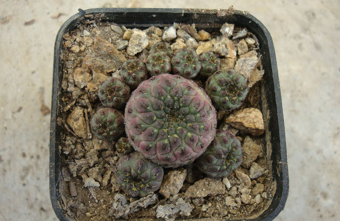 Sulcorebutia rauschii cv. 'violacidermis' - Genul Sulcorebutia