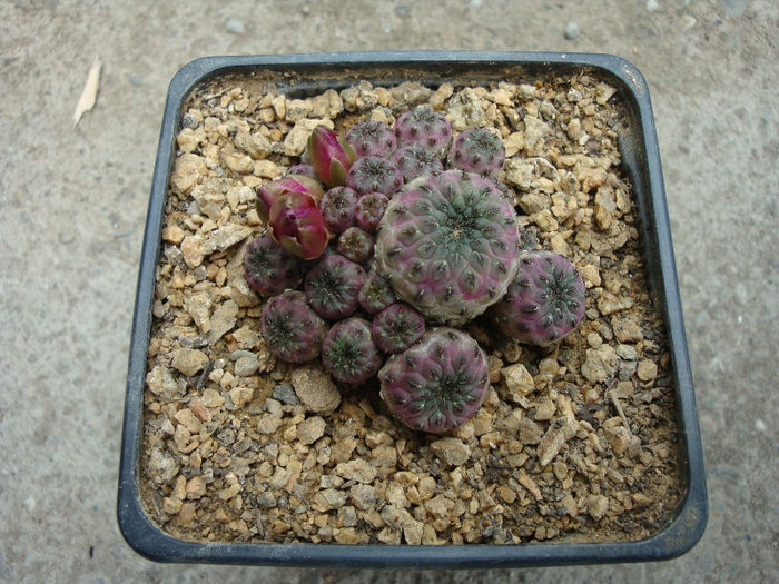 Sulcorebutia rauschii cv. 'violacidermis'