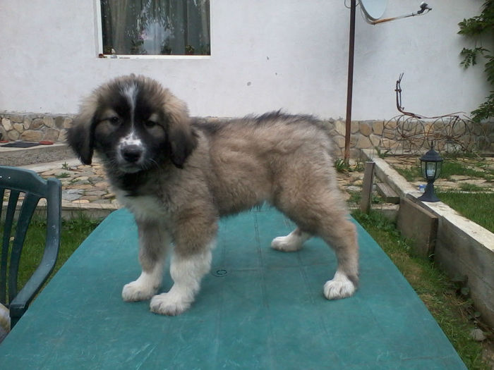 2013-06-13 19.13.30; la 10 saptamani
