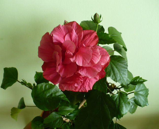 P1440994