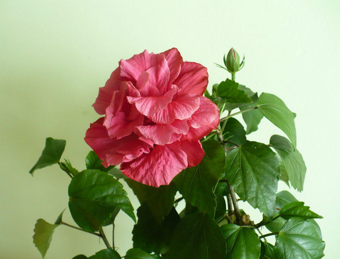 P1440995