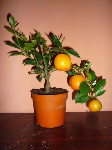 P1010734 - mandarin de vanzare