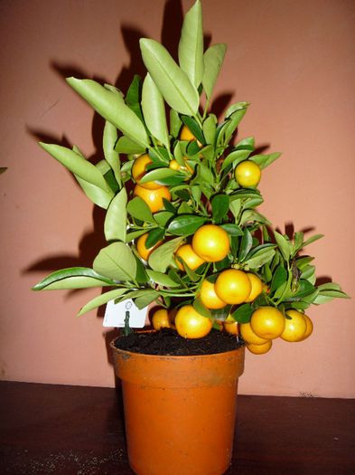 clementin pret imbatabil