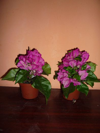 25 ron - Bougainvillea -floarea de hartie  25ron